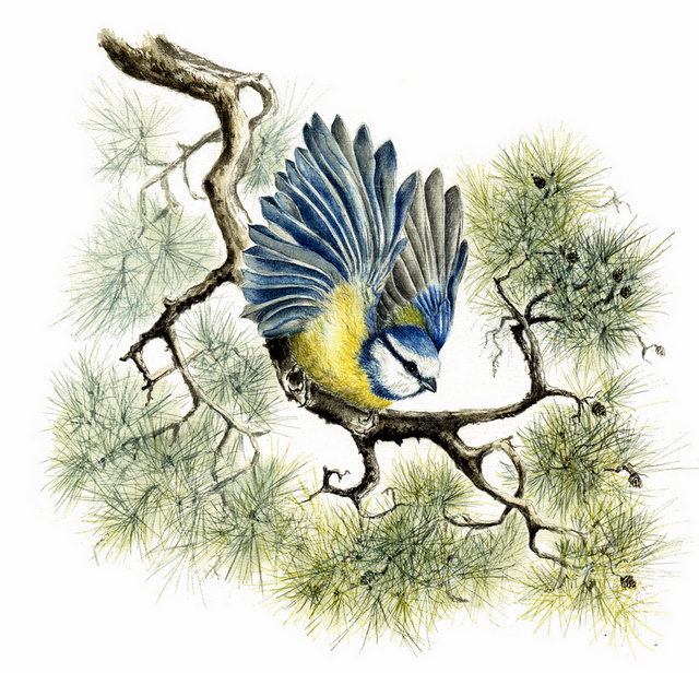 gallery/Members_Paintings/Gwendolynn_Heley/Blue%20Tit%20and%20pine%202%20Chinese%20and%20Western%20watercolour%20and%20ink%20on%20Cicada%20Wing%20rice%20pape.jpg