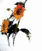 gallery/Members_Paintings/Ian-Davidson/_thb_Sunflower2.09aa.jpg