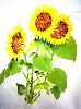 gallery/Members_Paintings/Ian-Davidson/_thb_Sunflowers0915cIanaa.jpg