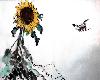 gallery/Members_Paintings/Ian-Davidson/_thb_sunflower3.09aa.jpg