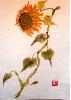 gallery/Members_Paintings/Kathleen_Hartley/_thb_sunflower.jpg