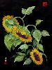 gallery/Members_Paintings/Richard_Sauve/_thb_Sunflower%20Study%202%20Night%20400px.jpg