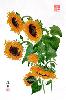 gallery/Members_Paintings/Richard_Sauve/_thb_Sunflower%20Study%203%20400px.jpg