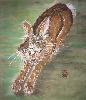 gallery/Members_Paintings/Sarah_Frost/_thb_19%20Stretching%20Bunny.jpg